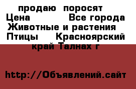 продаю  поросят  › Цена ­ 1 000 - Все города Животные и растения » Птицы   . Красноярский край,Талнах г.